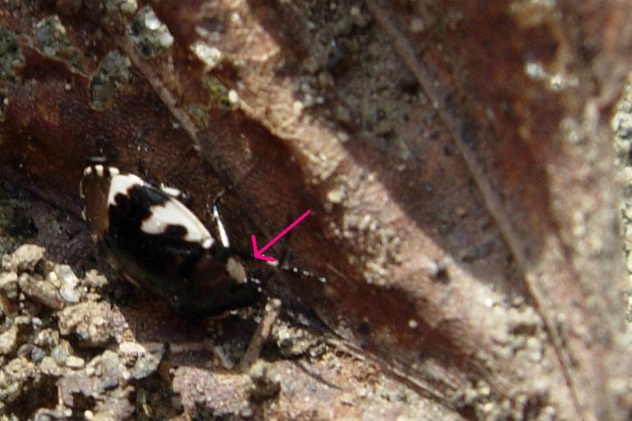 Tritomegas rotundipennis (Heteroptera, Cydnidae)
